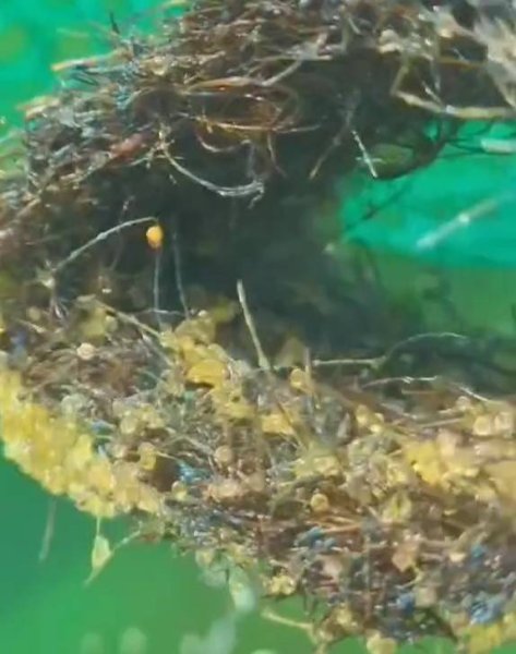 画像3: 産卵床 モヤトリーナー 10個 (3)